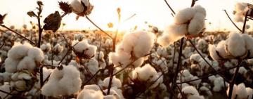 На Одещині цього року планують розпочати вирощування бавовни
