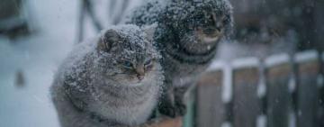 Наступного тижня одеситам обіцяють різке похолодання, в області можливий мокрий сніг