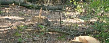 «Чорні» лісоруби на Одещині знищили дерев на вісім мільйонів гривень