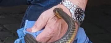 Рідкісна змія покусала директора одеського зоопарку