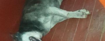 Хто вбиває безпритульних тварин в Арцизі?