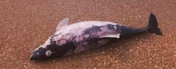 Одеський еколог розповів про загибель сотень чорноморських дельфінів за останні місяці