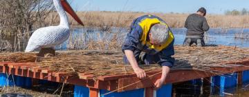 В Ізмаїльському районі намагаються збільшити популяцію кучерявих пеліканів