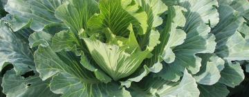 На Одещині майже завершили посів овочів, — ОВА