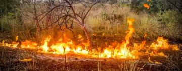 Вогнеборці закликають берегти природу від вогню