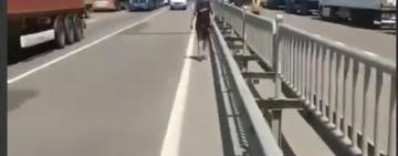 Протест далекобійників: сотні фур перекрили трасу Київ–Одеса