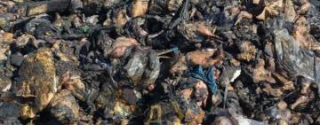 Під Одесою намагаються незаконно утилізувати тонни м`яса з місця прильоту ракети