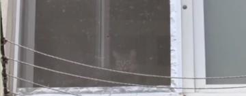 Заручниця оселі — Буся: патрульні Одеси попіклувалися про кішку