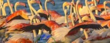 Проігнорувавши окупований Крим, фламінго оселилися на Тузлівських лиманах