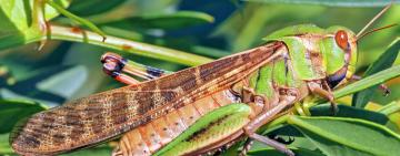 Поля Болградського району під загрозою: сарана наближається до регіону