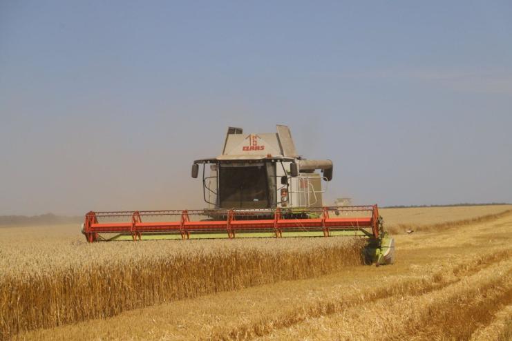 Збір ранніх зернових на Тарутинщині: аграрії очікують кращих цін
