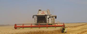 Збір ранніх зернових на Тарутинщині: аграрії очікують кращих цін