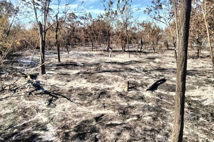 Загинули птахи та мурахи: у нацпарку “Тузлівські лимани” через людську недбалість сталася масштабна пожежа
