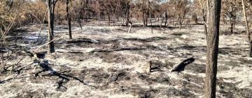 Загинули птахи та мурахи: у нацпарку “Тузлівські лимани” через людську недбалість сталася масштабна пожежа