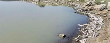 На Хаджибейському лимані знову виявили масовий мор риби