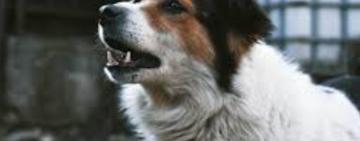 На околиці Одеси невідомі застрелили двох собак