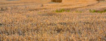 У всіх категоріях господарств Одеської області зібрано 2 млн 574 тисяч тонн зерна