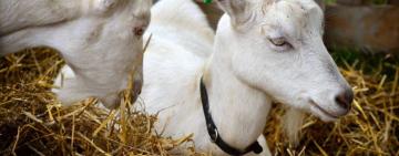 На Ізмаїльщині через чуму жуйних тварин в Румунії на кордоні встановлюють десятикілометрову загрозливу зону