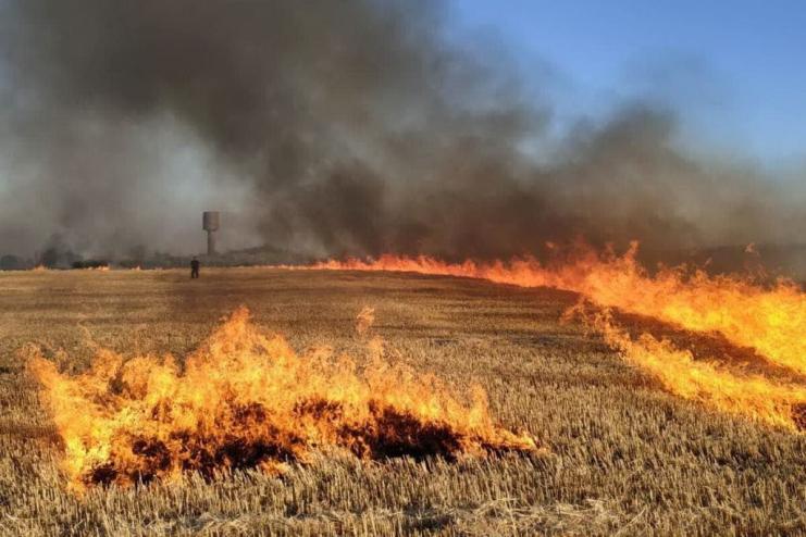 Жителі Бородінської громади врятували ліс від пожежі