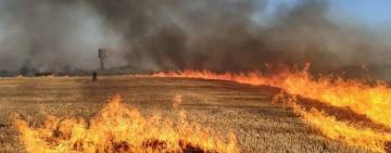 Жителі Бородінської громади врятували ліс від пожежі