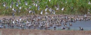 Завдяки підняттю рівня води у «Тузлівських лиманах» до парку мігрувало багато птахів