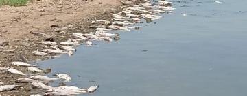Сморід і смерть: спека призвела  до наймасовішого за 15 років  мору риби на Одещині