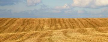 В Україні переписали ціни на землю: скільки коштує гектар