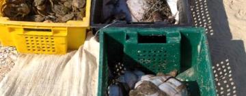 Браконьєри біля Лебедівки виловили риби на 605 тисяч гривень