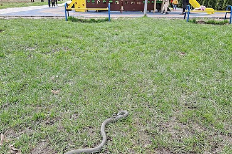 В Ізмаїлі на одному з дитячих майданчиків виявили змію