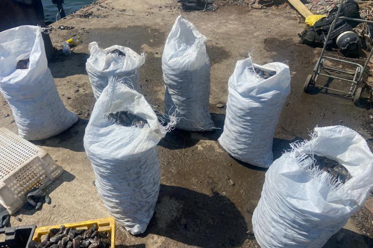 На Одещині прикордонники затримали браконьєрів із незаконним виловом мідій (відео)