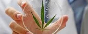 В Україні набув чинності закон про медичний канабіс