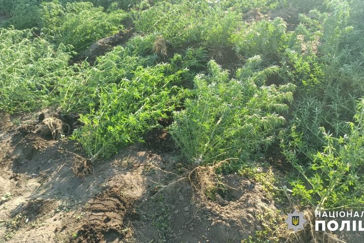 Жителя Болградського району викрито у серії наркозлочинів і підпалі майна матері