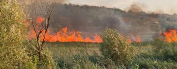 За минулий тиждень на території Одеської області виникло 275 пожеж сухої рослинності на відкритих територіях,- ДСНС