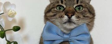 В Україні восени з’являться електронні ветпаспорти для песиків та котиків, – Мінагро