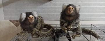 В Одеському зоопарку з'явилася нова експозиція із найменшими мавпами у світі – мармозетками