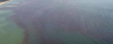 Біля берегів Одеси вода у Чорному морі стала червоно-цеглястого кольору