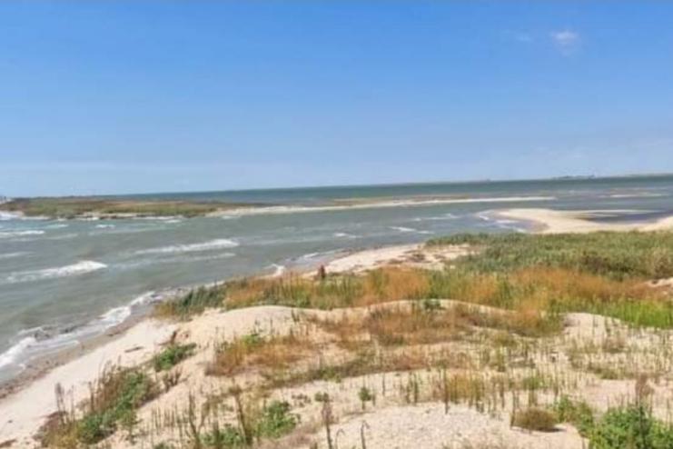 Чорне море відродило життя тузлівських лиманів, особливо морських видів риб