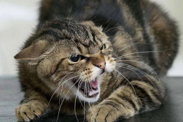 Спалах сказу на Одещині: смертельний вірус виявили в домашнього кота