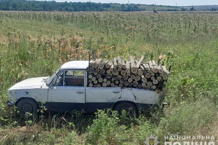 23-річний житель Одещини напиляв 30 дерев у полезахисній смузі