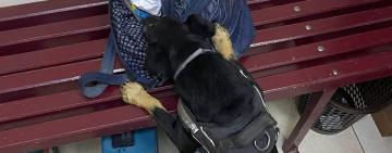 Службовий собака одеських митників виявив наркотики у пасажирів на пункті пропуску «Орлівка»