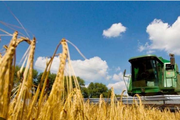 На Одещині зібрали на 100% більше ранніх зернових