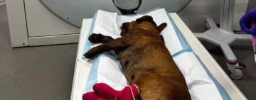 Собаці, якому живодери поклали у пащу петарду, збирають кошти на лікування