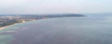 Чорне море вже не чорне: еколог про причини червоного припливу 
