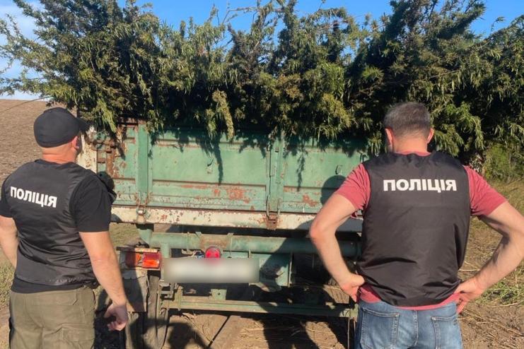 332 000 кущів конопель виявили на землях державного лісового фонду на Одещині