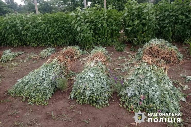 Поліцейські викрили двох жительок Роздільнянського району у незаконному вирощуванні снотворного маку