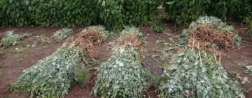 Поліцейські викрили двох жительок Роздільнянського району у незаконному вирощуванні снотворного маку