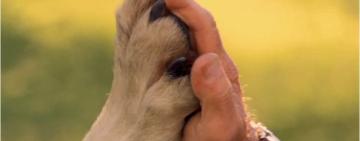 Ярмарок домашніх улюбленців відбудеться в Арцизі