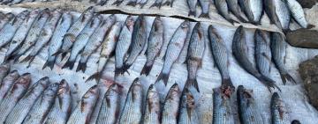 На Одещині затримано рибалку-браконьєра: правоохоронці вилучили незаконний улов кефалі