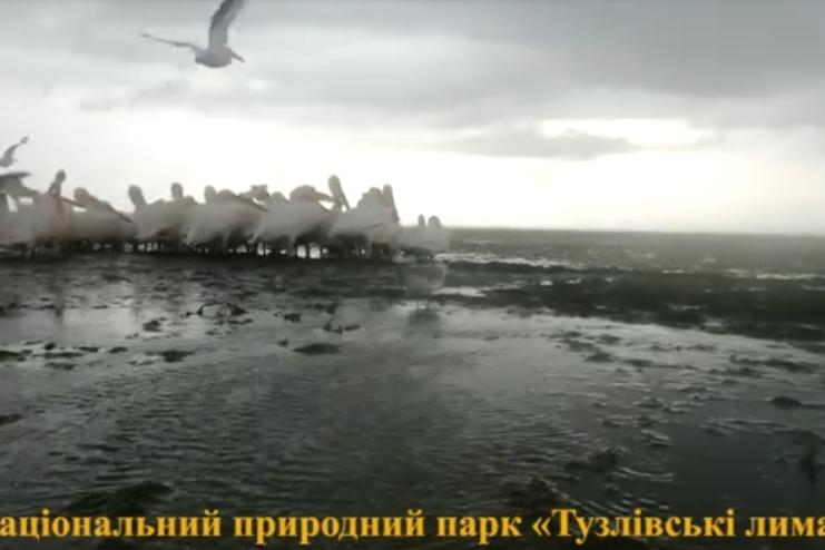 На Одещині рожеві пелікани готуються до міграції
