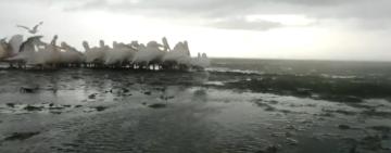 На Одещині рожеві пелікани готуються до міграції